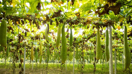 Loofah cultivation in Shangcheng County