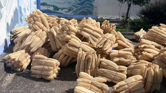 Yuangeng's Loofah Planting Base Celebrates a Bumper Harvest